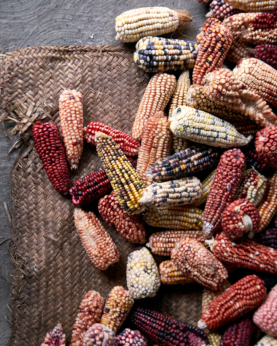 Save the Tortilla- Mexico