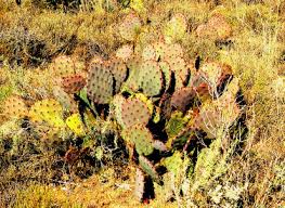 South Africa needs a fresh approach to managing invasive trees like Eucalyptus