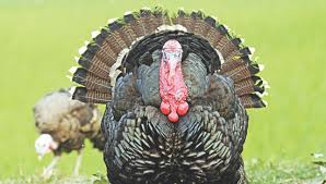 Global Turkey Meat Market 2019 - Key Insights