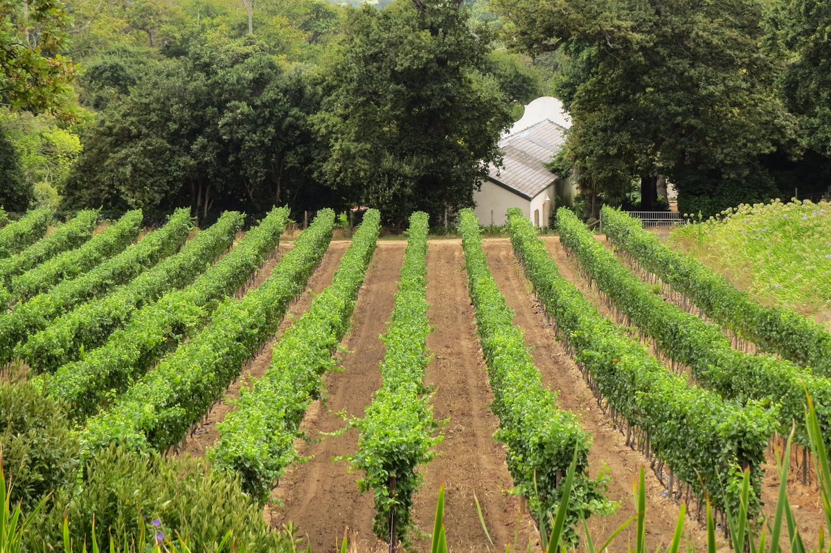 Bordeaux Heading for `Great' Vintage After Unusually Dry Summer