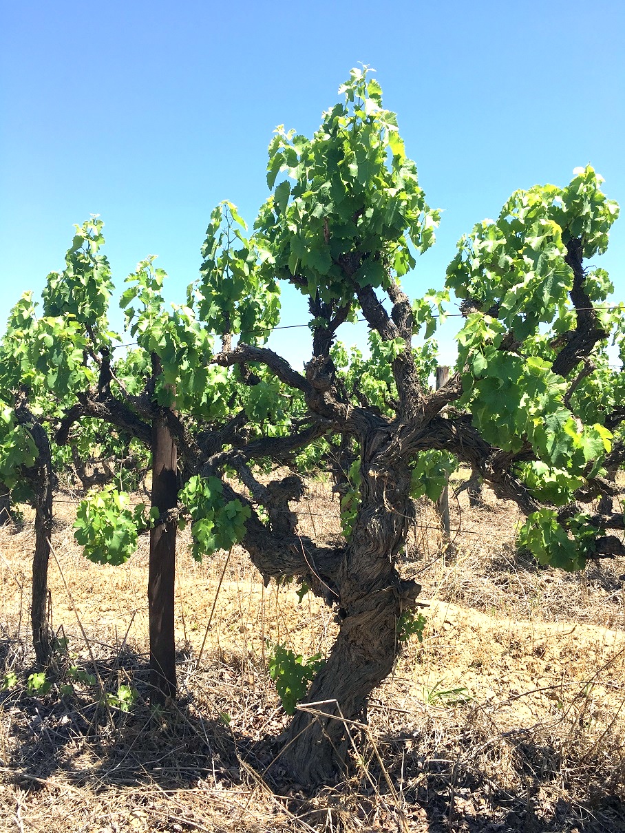 South African wine industry puts sustainability first