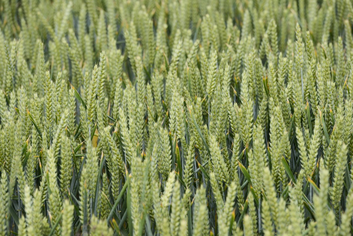 Ancient grain millet has potential to tackle drought, obesity and malnutrition, researcher says