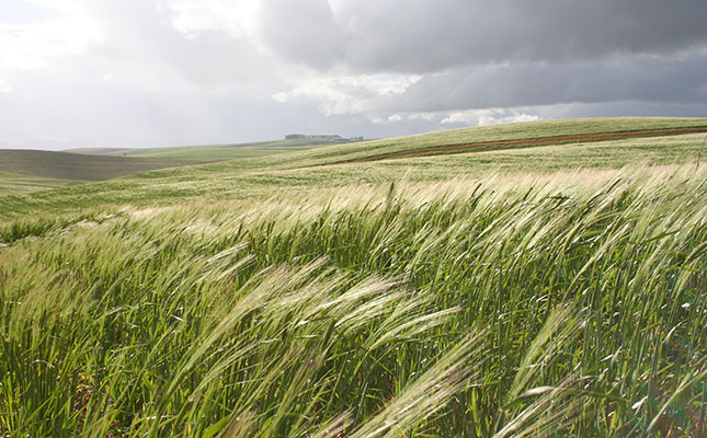 A Solution to the Wheat Shortage: Genetically Modified Crops