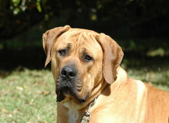 Dog And Cat Food Market in the USA - Key Insights