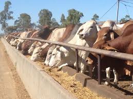 Weaner calf prices up as a result of lower stocks available locally and in Namibia - South Africa 