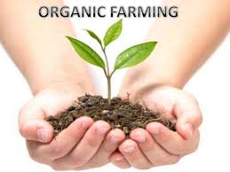 The burgeoning industry of organic agriculture