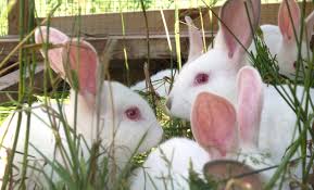 Czechs Consume the Most Rabbit Meat Per Capita in Europe