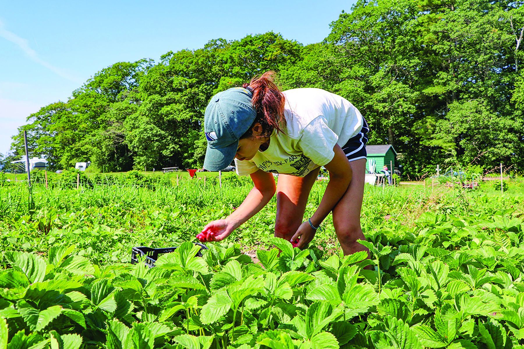 Bacteria that live on plant roots are important for farming