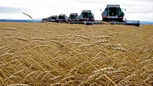 Getting the bread: What’s the environmental impact of wheat?