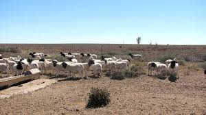 Decision on what qualifies as Karoo lamb expected by year’s end