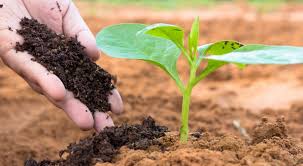 Nitrogen’s impact on soil carbon sequestration