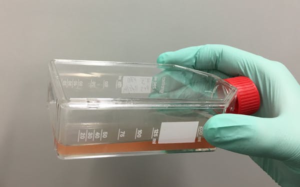 Would you eat meat grown from cells in a laboratory? Here’s how it works