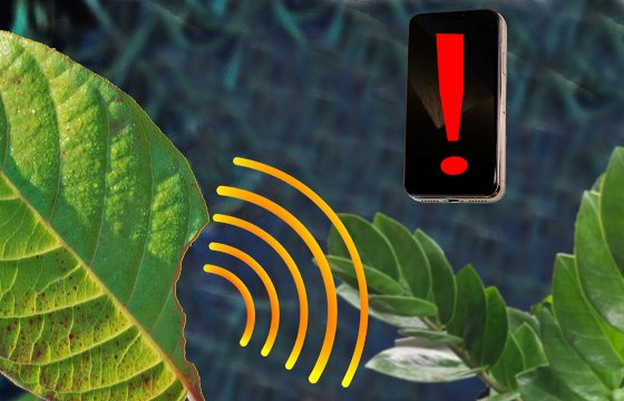 Nanosensor alerts smartphone when plants are stressed