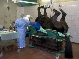 MORE VETS NEEDED FOR TRANSFORMATION